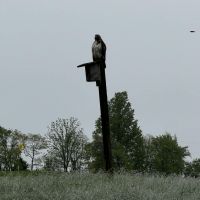 tcgc hawk